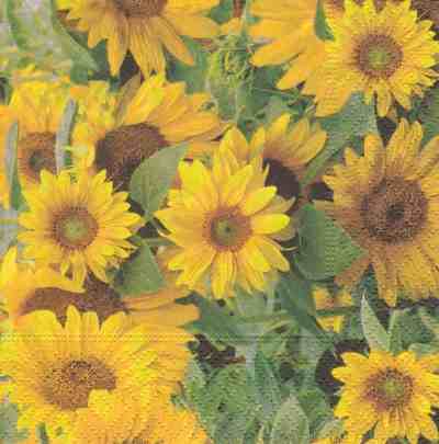 Field of sunflowers (25)